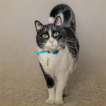 DANTE -  Domestic Short Hair Cat for Adoption in St. Louis, Missouri - DANTE | PetCurious