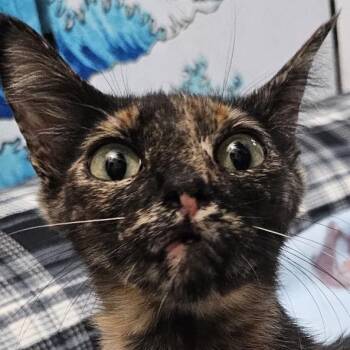 Georgia -  Domestic Short Hair Cat for Adoption in Long Beach, California - Georgia | PetCurious