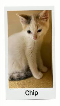 Chip -  Domestic Short Hair Cat for Adoption in Caistor Centre, Ontario - Chip | PetCurious