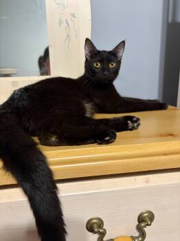 MAGPIE -  Domestic Short Hair Cat for Adoption in Elgin, Illinois - MAGPIE | PetCurious