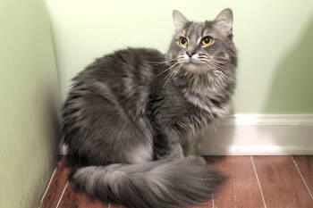 Rescue Maine Coon Cats for Adoption in Buford, Georgia - Sydney | PetCurious