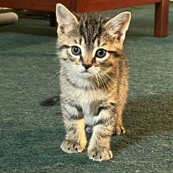 Christoff -  Domestic Short Hair Cat Available for Adoption in Landenberg, Pennsylvania - Christoff | PetCurious