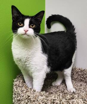 Domestic Short Hair Cats Available for Adoption in Jackson, Tennessee - Glinda | PetCurious