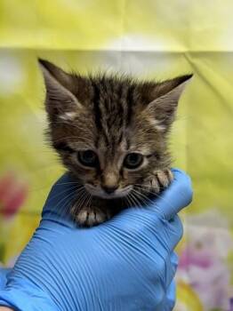 Plusle -  Domestic Short Hair Cat for Adoption in San Antonio, Texas - Plusle | PetCurious