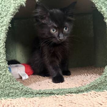 Domestic Medium Hair Cats Available for Adoption - Raven | PetCurious