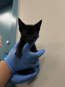 SANTIAGO -  Domestic Short Hair Cat for Adoption in Las Vegas, Nevada - SANTIAGO | PetCurious