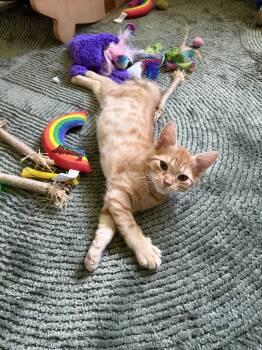 Ariel -  Domestic Short Hair Cat for Adoption in Houston, Texas - Ariel | PetCurious