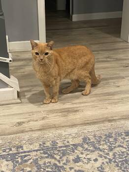 Rescue Domestic Short Hair Cats for Adoption in Warrington, Pennsylvania - Orange Sickle (A.K.A RUSTY) | PetCurious
