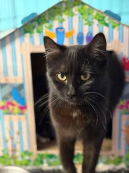 Domestic Short Hair Cats Available for Adoption - Salem | PetCurious