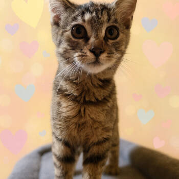 Rescue Domestic Short Hair Cats for Adoption in Cleveland, Texas - Sassy | PetCurious