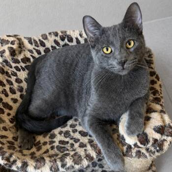 Russian Blue Cats Available for Adoption in Glendora, California - Christina’s 2 | PetCurious