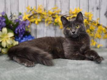 Madeline -  Domestic Medium Hair Cat for Adoption in Roanoke, Texas - Madeline | PetCurious