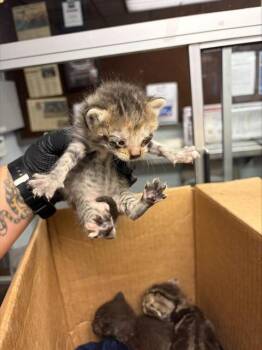 TAWNIE -  Domestic Short Hair Cat for Adoption in Stockton, California - TAWNIE | PetCurious
