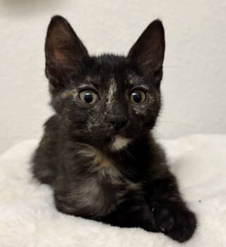 Rescue Domestic Short Hair Cats for Adoption in Encinitas, California - Tarot | PetCurious