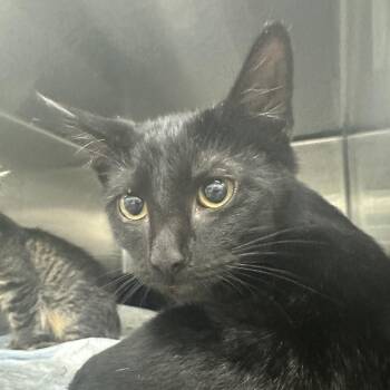 Jeffers -  Domestic Short Hair Cat for Adoption in Corbin, Kentucky - Jeffers | PetCurious