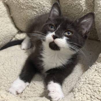 Harper Bowers -  Domestic Short Hair Cat for Adoption in Woodstock, Virginia - Harper Bowers | PetCurious