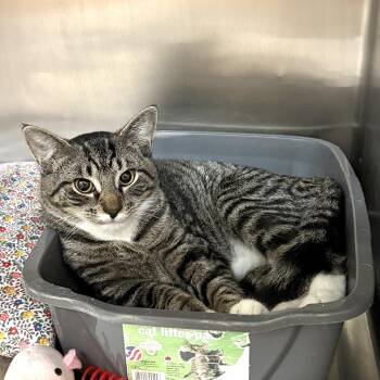 Lemon Drop -  Domestic Short Hair Cat for Adoption in Wantagh, New York - Lemon Drop | PetCurious