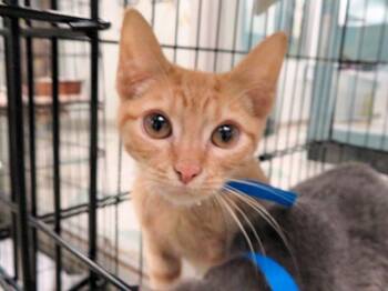 Domestic Short Hair Cats Available for Adoption - A470912 | PetCurious