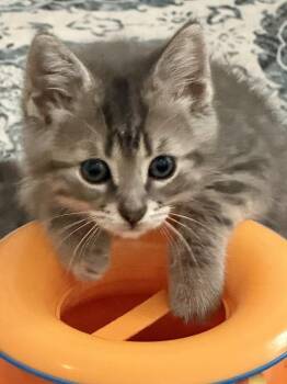 Pizza bonded pair with Smarty Pants -  Domestic Short Hair Cat for Adoption in Chicago, Illinois - Pizza Bonded Pair With Smarty Pants | PetCurious