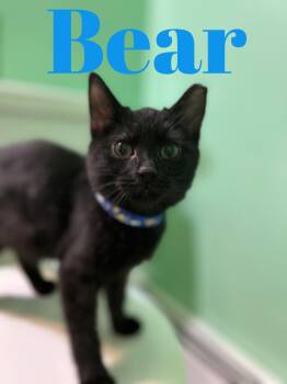 Rescue Domestic Short Hair Cats for Adoption in Philadelphia, Pennsylvania - Bear | PetCurious