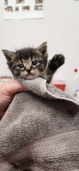 Domestic Short Hair Cats Available for Adoption in Republic, Missouri - Miles | PetCurious