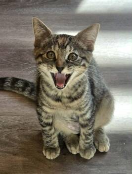 Cookie -  Domestic Short Hair Cat for Adoption in San Jose, California - Cookie | PetCurious