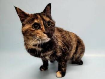 Lucy -  Domestic Short Hair Cat for Adoption in Golden Valley, Minnesota - Lucy | PetCurious