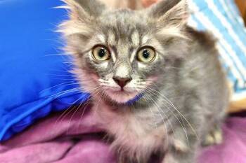 Domestic Short Hair Cats Available for Adoption in Fort Lauderdale, Florida - DONALD | PetCurious