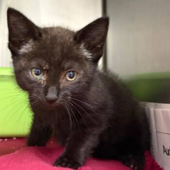 Emmy -  Domestic Short Hair Cat for Adoption in Ardmore, Oklahoma - Emmy | PetCurious