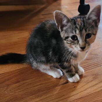 Butterhead -  Domestic Short Hair Cat for Adoption in Evanston, Illinois - Butterhead | PetCurious