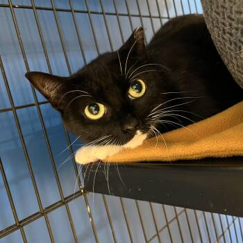 Aphrodite -  American Shorthair Cat for Adoption in Hull, Massachusetts - Aphrodite | PetCurious