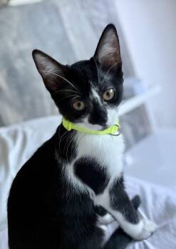 Spade -  Domestic Short Hair Cat for Adoption in Chandler, Arizona - Spade | PetCurious
