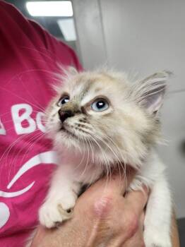 Creamsicle -  Ragdoll Cat for Adoption in Ellijay, Georgia - Creamsicle | PetCurious