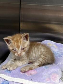 DONALD -  Domestic Short Hair Cat for Adoption in Tracy, California - DONALD | PetCurious