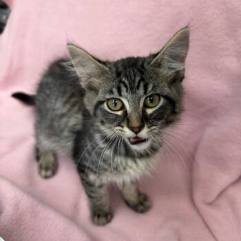 Bam Bam -  Domestic Medium Hair Cat for Adoption in West Point, Mississippi - Bam Bam | PetCurious
