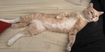 Kenny Rogers -  Domestic Short Hair Cat for Adoption in Kansas City, Missouri - Kenny Rogers | PetCurious