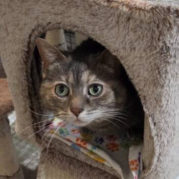 Dilute Tortoiseshell Cats Available for Adoption in Grand Rapids, Michigan - Nellie | PetCurious