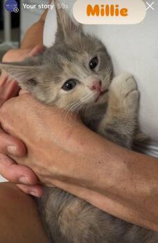 Rescue Domestic Short Hair Cats for Adoption in Crown Point, Indiana - Millie | PetCurious