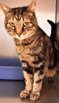 Domestic Short Hair Cats Available for Adoption - Penelope | PetCurious