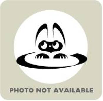 Shane -  Domestic Short Hair Cat for Adoption in Richmond, Virginia - Shane | PetCurious