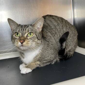 Domestic Short Hair Cats Available for Adoption in Roanoke, Virginia - Winnie | PetCurious