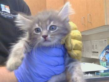 PERU -  Domestic Short Hair Cat for Adoption in Sacramento, California - PERU | PetCurious