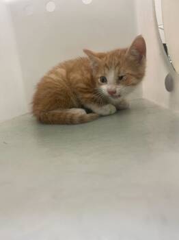 Rescue Domestic Short Hair Cats for Adoption in Gray, Louisiana - Princesss | PetCurious