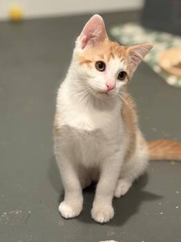 Cheese -  Domestic Short Hair Cat Available for Adoption in Portland, Oregon - Cheese | PetCurious