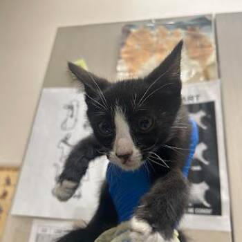 JEREMY -  Domestic Short Hair Cat Available for Adoption in Las Vegas, Nevada - JEREMY | PetCurious
