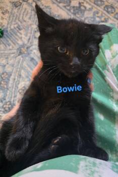 Bowie -  Domestic Short Hair Cat for Adoption in Jamesville, New York - Bowie | PetCurious