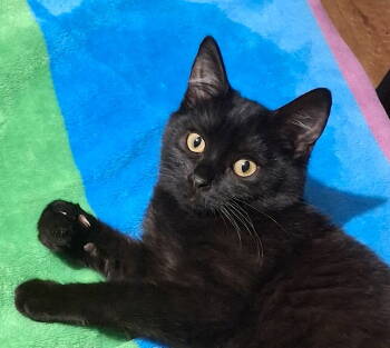 Rescue Domestic Short Hair Cats for Adoption in Fremont, California - MITZI | PetCurious
