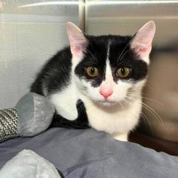 Skunk -  Domestic Short Hair Cat for Adoption in Gastonia, North Carolina - Skunk | PetCurious