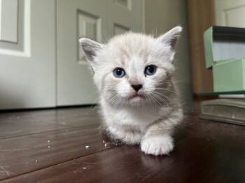 Partly Cloudy -  Domestic Short Hair Cat for Adoption in San Antonio, Texas - Partly Cloudy | PetCurious