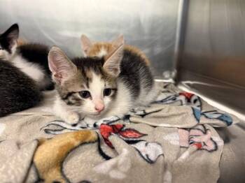 VIOLET -  Domestic Short Hair Cat for Adoption in Grand Prairie, Texas - VIOLET | PetCurious